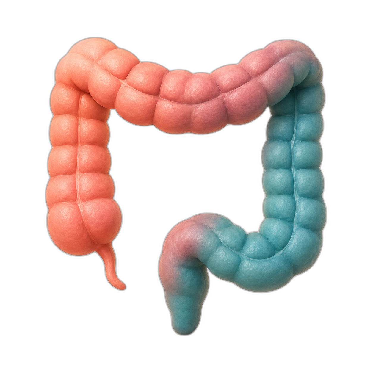 3D illustration of the large intestine highlighting colorectal cancer